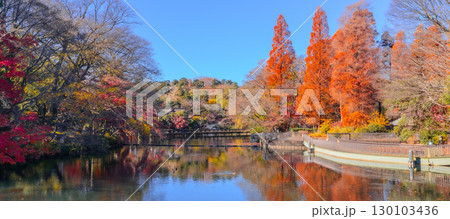 井の頭公園 秋の紅葉風景 メタセコイア 130103436