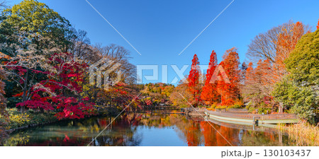 井の頭公園 秋の紅葉風景 メタセコイア 井の頭公園 秋の紅葉風景 メタセコイア 130103437