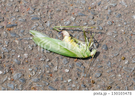 ヤマクダマキモドキの死骸 130103478