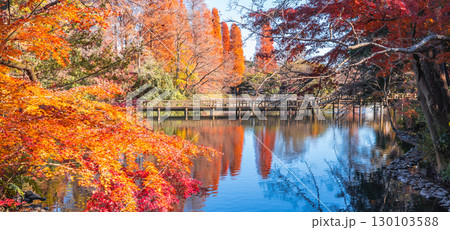 吉祥寺 井の頭公園 秋の紅葉風景 130103588