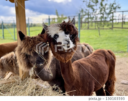 brown alpaca walks on a farm on a summer day. High quality photo 130103593