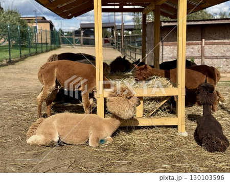 alpacas on a farm on a summer day walking and eating hay. Hight photo alpacas on a farm on a summer day walking and eating hay. Hight photo 130103596
