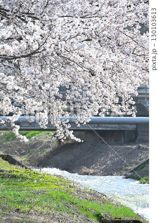 神宮寺川沿いの桜並木(新潟県) 神宮寺川沿いの桜並木(新潟県) 130103613