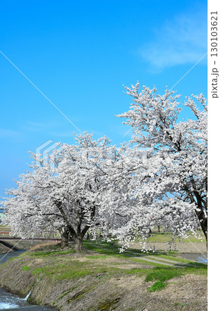 神宮寺川沿いの桜並木(新潟県) 神宮寺川沿いの桜並木(新潟県) 130103621