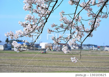 神宮寺川沿いの桜並木(新潟県) 神宮寺川沿いの桜並木(新潟県) 130103625
