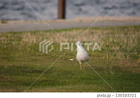 Curious Seagull on Green Grass Curious Seagull on Green Grass 130103721