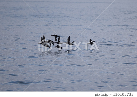 ビロードキンクロ 130103733