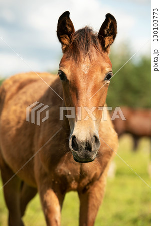 portrait of bay sportive foal grazing  at pasture. sunny summer day. 130103773