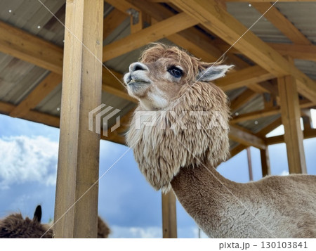 portrait of an alpaca on a farm on a summer day High quality photo portrait of an alpaca on a farm on a summer day High quality photo 130103841