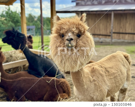 The most beautiful alpaca on the farm on a summer day. High quality photo 130103846