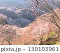 山の斜面に咲く吉野の山桜 130103961