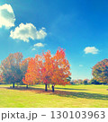 青空と紅葉した紅葉葉楓 130103963