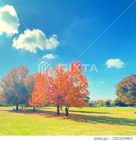 青空と紅葉した紅葉葉楓 青空と紅葉した紅葉葉楓 130103963