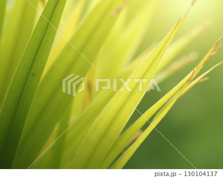 Soft Focus Close Up of Green Blades of Grass Background 130104137