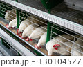 Chickens feeding in a poultry farm enclosure. 130104527