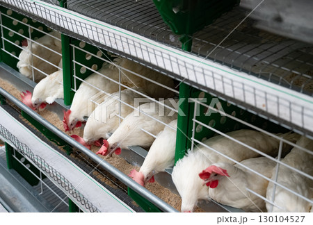 Chickens feeding in a poultry farm enclosure. Chickens feeding in a poultry farm enclosure. 130104527