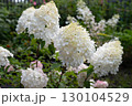 Person gently touches blooming white hydrangea flowers in a lush garden during a sunny day 130104529