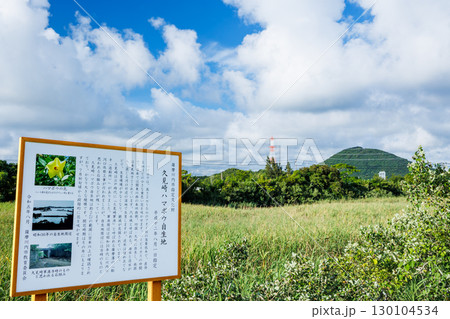 久見崎ハマボウ自生地 130104534
