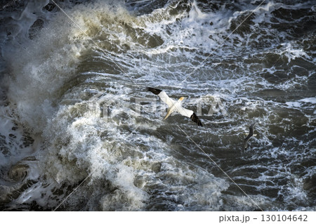 Northern Gannet and Kittiwake flying over crashing waves at Bempton Cliffs in Yorkshire 130104642