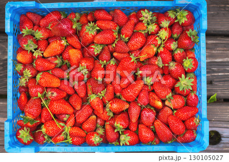 Ripe strawberries, freshly harvested in a blue plastic basket. 130105027