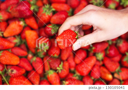 Hand holding fresh red strawberry above pile of strawberries Hand holding fresh red strawberry above pile of strawberries 130105041