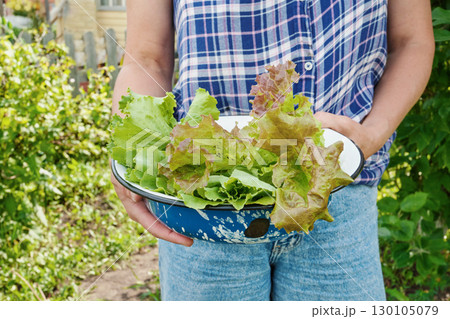 Mature woman holding freshly harvested lettuce in garden close up Mature woman holding freshly harvested lettuce in garden close up 130105079