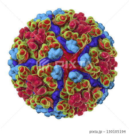 Chikungunya virus illustration 130105194