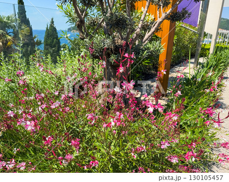 Gaura lindheimeri Flamingo Pink plants with flowers 130105457