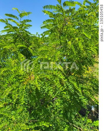 Fresh green leaves of robinia pseudoacacia, commonly known as black locust, dotted with rain droplets after a recent shower. 130105458