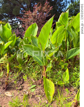 Green leaves of Canna indica close-up 130105491