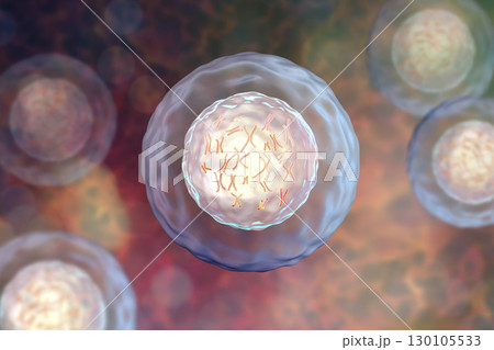Human cell with chromosomes 130105533
