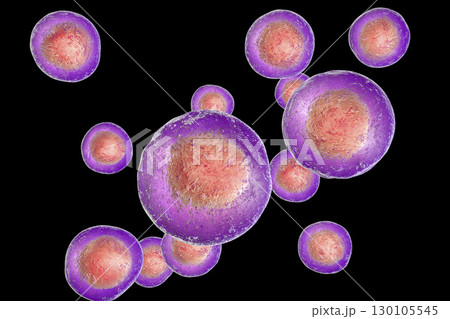 Human cells, illustration Human cells, illustration 130105545