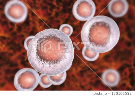 Human cells, illustration Human cells, illustration 130105555