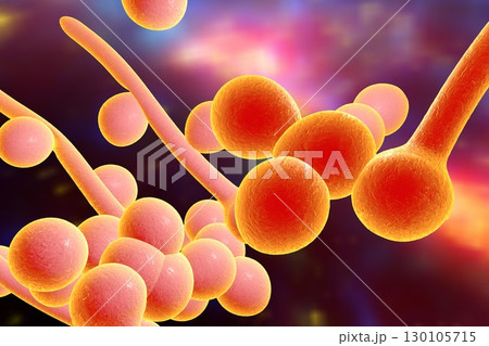 Fungi Candida albicans which cause thrush 130105715