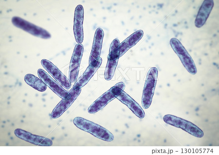 Bacteria Cardiobacterium hominis, 3D illustration. Normally present in mouth, nose and throat and can be the cause endocarditis 130105774