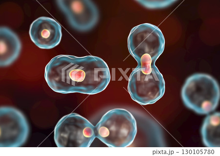 Dividing cells on colorful background Dividing cells on colorful background 130105780