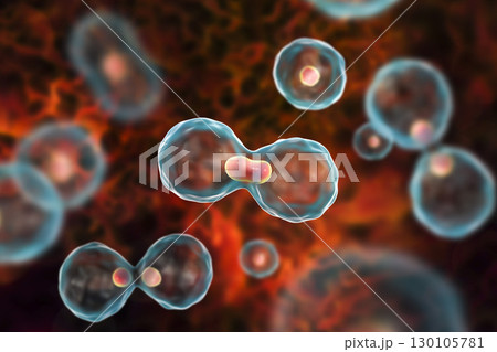 Dividing cells on colorful background 130105781