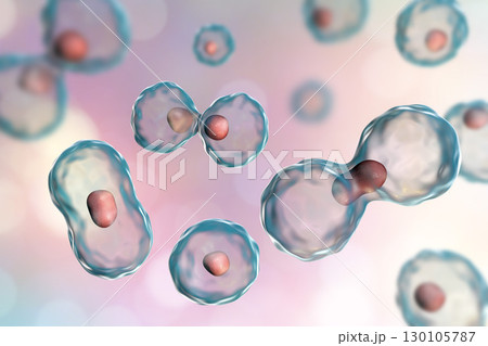 Dividing cells on colorful background Dividing cells on colorful background 130105787