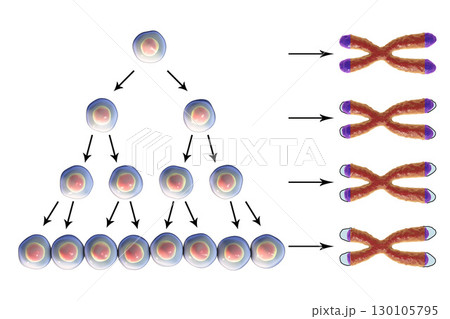 Telomere shortening with each round of cell division 130105795