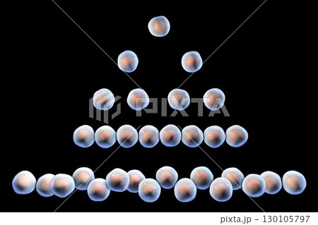 Cell division, illustration 130105797