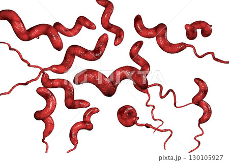 Campylobacter bacteria, the causative agent of food infections 130105927