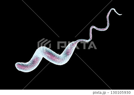 Campylobacter bacteria, the causative agent of food infections 130105930