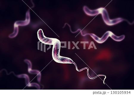 Campylobacter bacteria, the causative agent of food infections 130105934