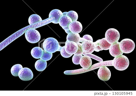 Fungi Candida albicans which cause thrush Fungi Candida albicans which cause thrush 130105945