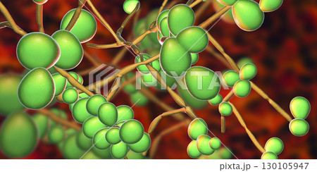Fungi Candida which cause candidiasis, thrush 130105947