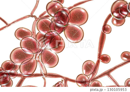Fungi Candida which cause candidiasis, thrush Fungi Candida which cause candidiasis, thrush 130105953