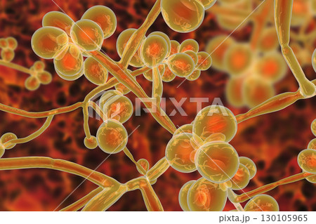 Candida auris fungi, emerging multidrug resistant fungus 130105965