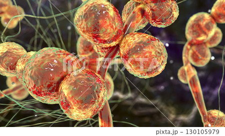 Candida fungi, C. ciferrii 130105979