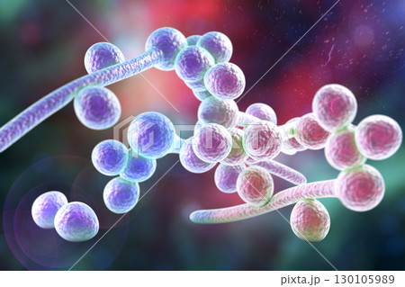 Fungi Candida albicans which cause thrush 130105989