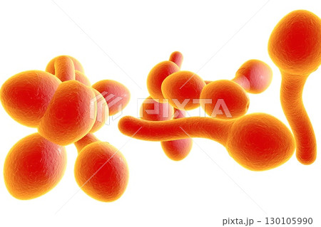 Fungi Candida albicans which cause thrush 130105990